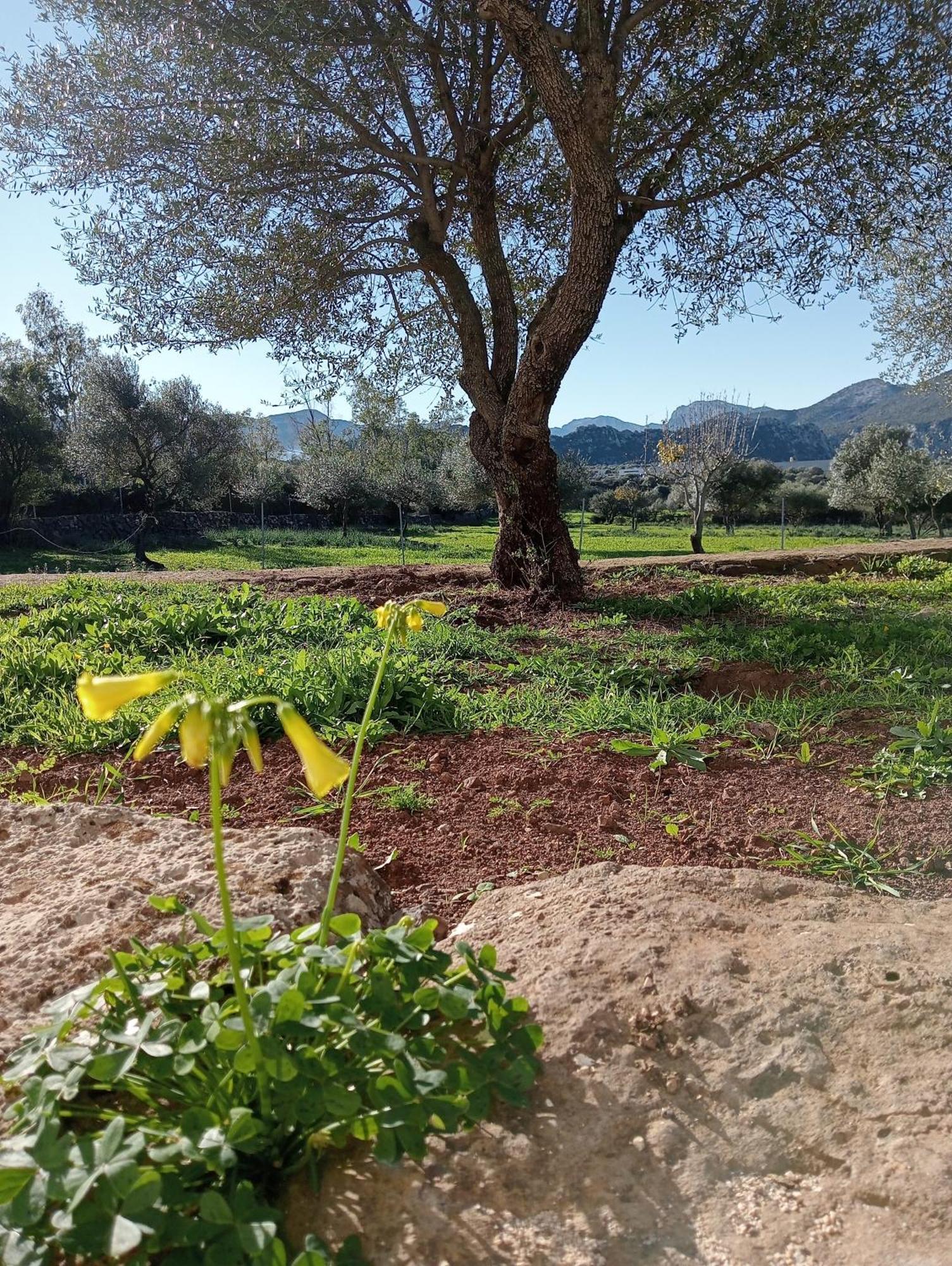 Agriturismo Sa Murta Доргали Екстериор снимка